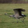 Gru -European crane (Grus grus)