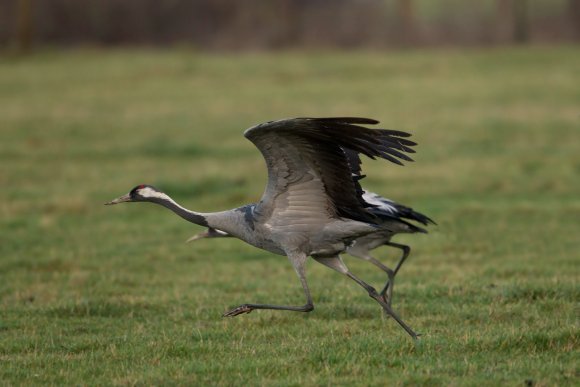 Gru -European crane (Grus grus)