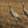 Gru -European crane (Grus grus)