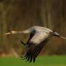 Gru -European crane (Grus grus)