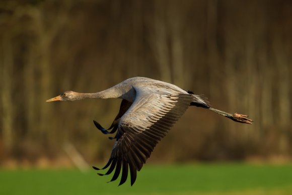 Gru -European crane (Grus grus)