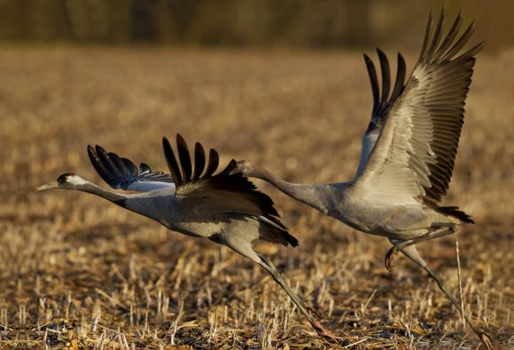 Gru -European crane (Grus grus)