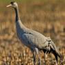 Gru -European crane (Grus grus)