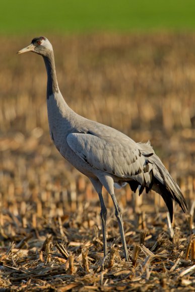 Gru -European crane (Grus grus)