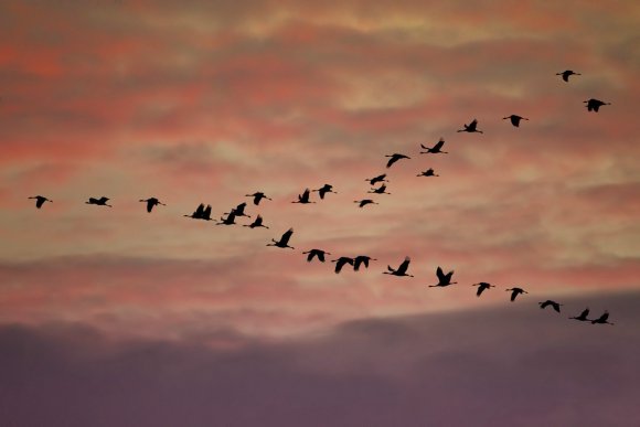 Gru -European crane (Grus grus)