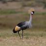 Gru coronata - Grey crowned crane (Balearica regulorum)