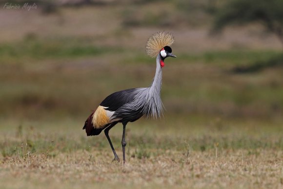 Gru coronata - Grey crowned crane (Balearica regulorum)