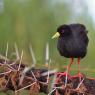 Rallo nero - Black crake (Amaurornis flavirostra)