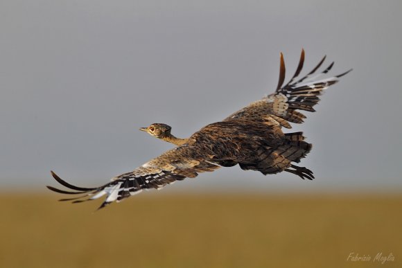 Otarda di Kori -  Kori bustard (Ardeotis kori)