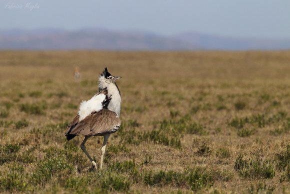 Otarda di Kori -  Kori bustard (Ardeotis kori)