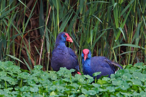 Pollo sultano - Purple Swamphen (Porphyrio Porphyrio)