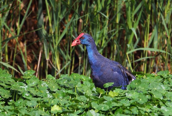 Pollo sultano - Purple Swamphen (Porphyrio Porphyrio)