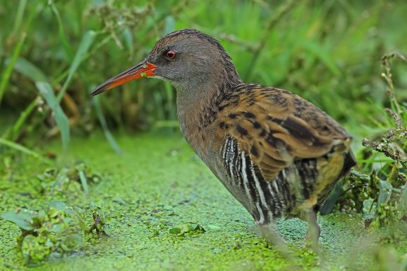 Porciglione - Water rail (Rallus acquaticus)