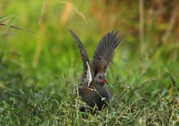 Porciglione - Water rail (Rallus acquaticus)