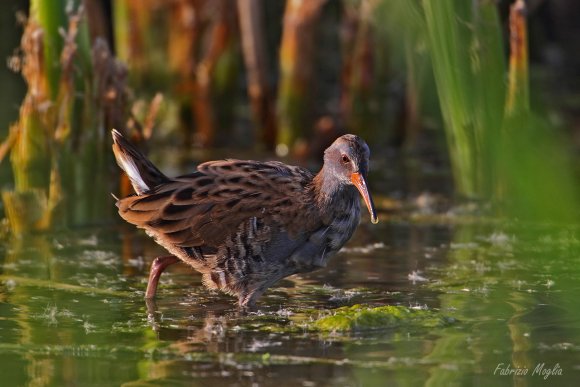Porciglione - Water rail (Rallus acquaticus)