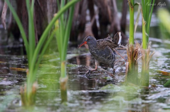 Porciglione - Water rail (Rallus acquaticus)