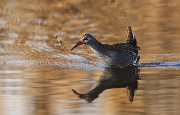 Porciglione - Water rail (Rallus acquaticus)