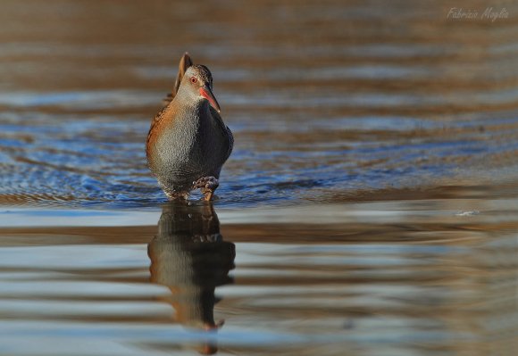 Porciglione - Water rail (Rallus acquaticus)