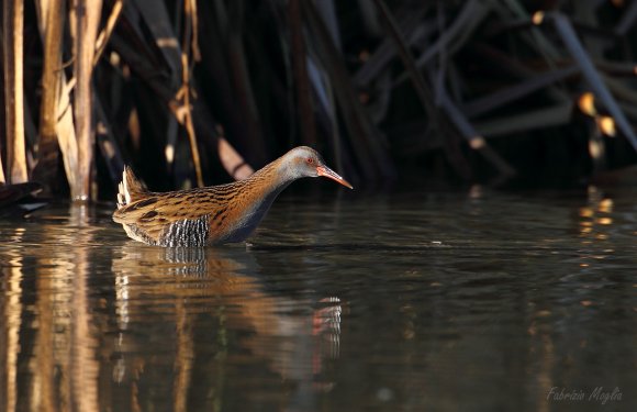 Porciglione - Water rail (Rallus acquaticus)