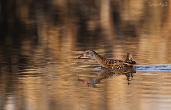 Porciglione - Water rail (Rallus acquaticus)