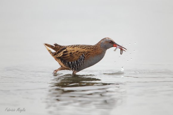 Porciglione - Water rail (Rallus acquaticus)