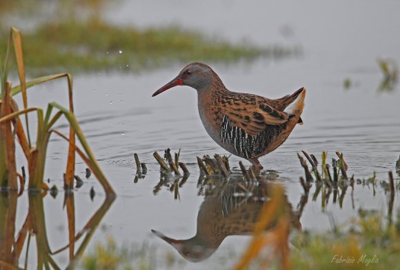 Porciglione - Water rail (Rallus acquaticus)