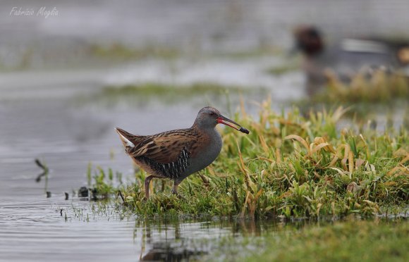 Porciglione - Water rail (Rallus acquaticus)
