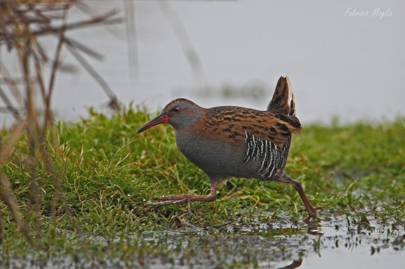 Porciglione - Water rail (Rallus acquaticus)