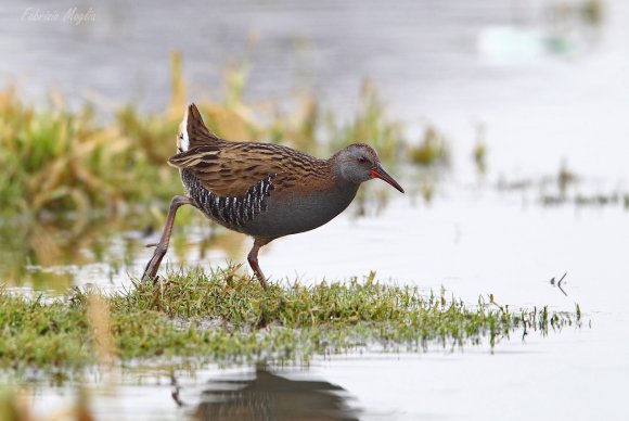 Porciglione - Water rail (Rallus acquaticus)