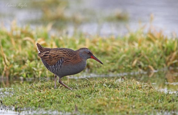 Porciglione - Water rail (Rallus acquaticus)