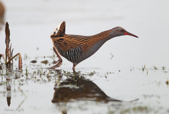 Porciglione - Water rail (Rallus acquaticus)