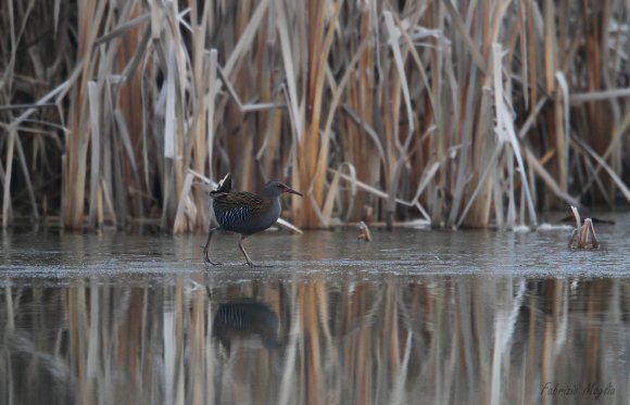 Porciglione - Water rail (Rallus acquaticus)