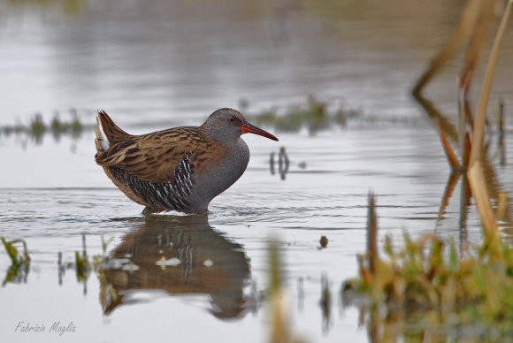 Porciglione - Water rail (Rallus acquaticus)