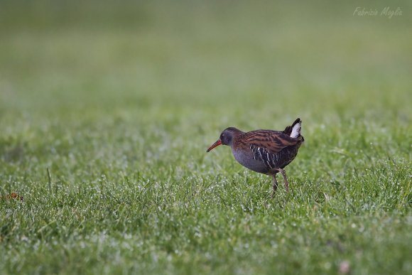 Porciglione - Water rail (Rallus acquaticus)