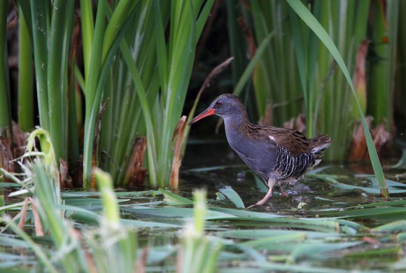 Porciglione - Water rail (Rallus acquaticus)