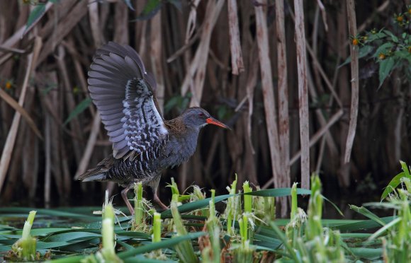 Porciglione - Water rail (Rallus acquaticus)
