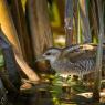 Schiribilla -  Little crake (Porzana parva)