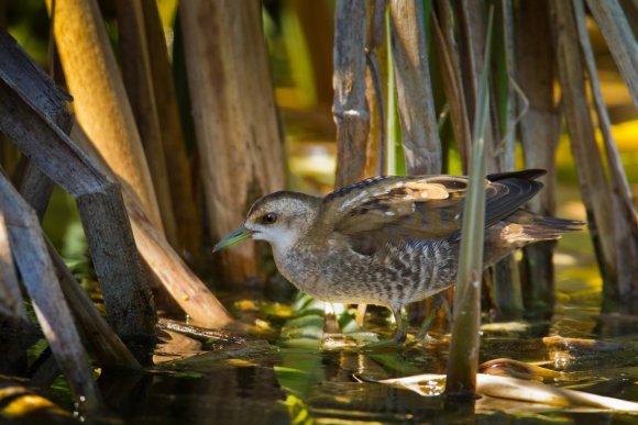 Schiribilla -  Little crake (Porzana parva)