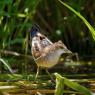 Schiribilla -  Little crake (Porzana parva)