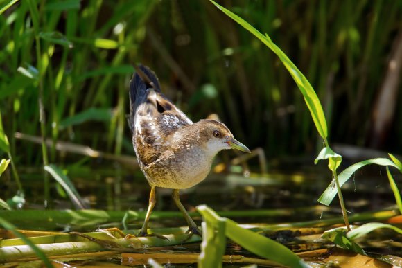Schiribilla -  Little crake (Porzana parva)