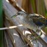 Schiribilla -  Little crake (Porzana parva)