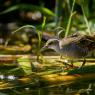 Schiribilla -  Little crake (Porzana parva)