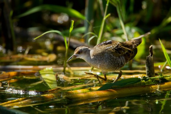 Schiribilla -  Little crake (Porzana parva)