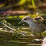 Schiribilla -  Little crake (Porzana parva)