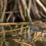 Schiribilla -  Little crake (Porzana parva)