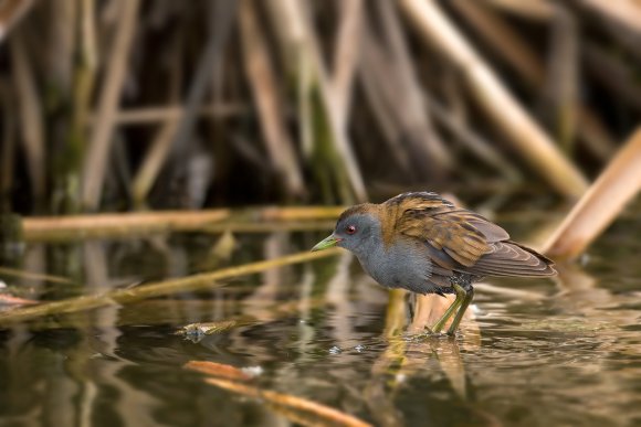 Schiribilla -  Little crake (Porzana parva)