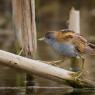 Schiribilla -  Little crake (Porzana parva)