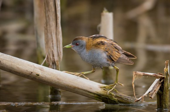 Schiribilla -  Little crake (Porzana parva)