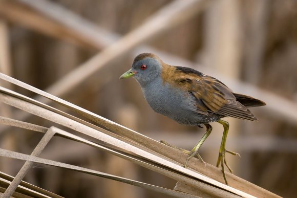 Schiribilla -  Little crake (Porzana parva)