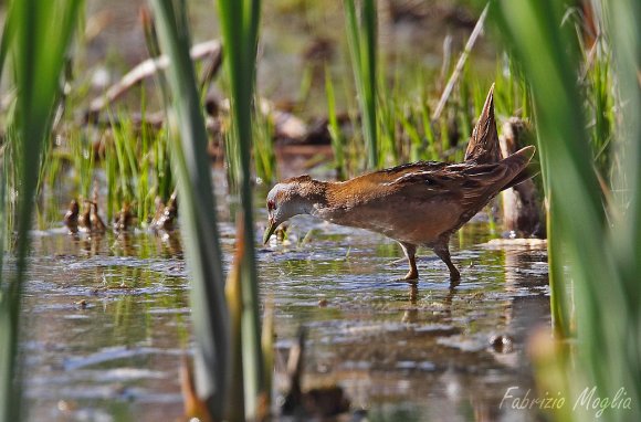 Schiribilla -  Little crake (Porzana parva)